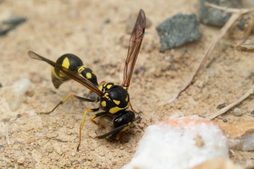 Eumenes subpomiformis